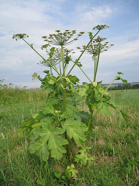 https://test.ugorly.pl/blog/2015/07/17/uwaga-barszcz-sosnowskiego/p19qe05b5b1nouihu1lfmun4137r2/