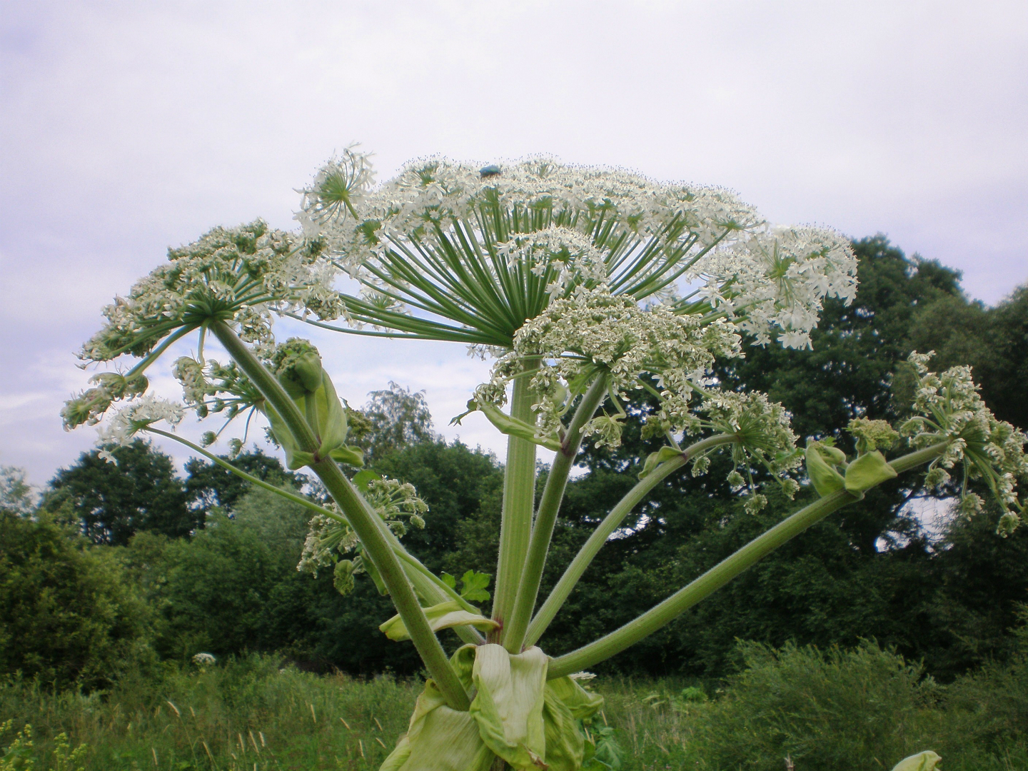 https://test.ugorly.pl/blog/2015/07/17/uwaga-barszcz-sosnowskiego/olympus-digital-camera/