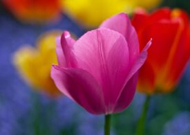 Dzień Ojca